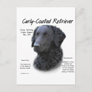 Curly-Coated Retriever Geschiedenis Ontwerp Briefkaart