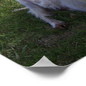 Curly Horn Goat Poster (Hoek)