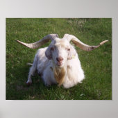 Curly Horn Goat Poster (Voorkant)
