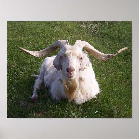 Curly Horn Goat Poster (Voorkant)