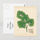 Curly Parsley Herb-Briefkaart aanpassen Briefkaart (Voorkant / Achterkant)