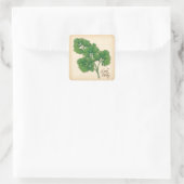 Curly Parsley Herb Square Sticker (Tas)