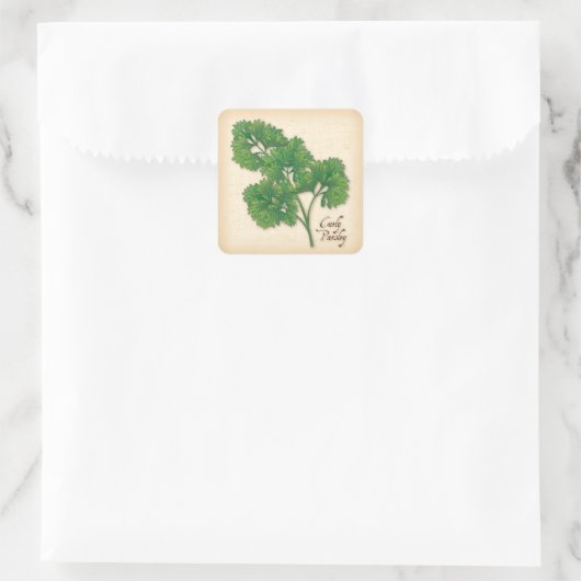 Curly Parsley Herb Square Sticker (Tas)