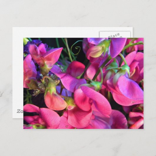 Curly Que Briefkaart (Voorkant / Achterkant)