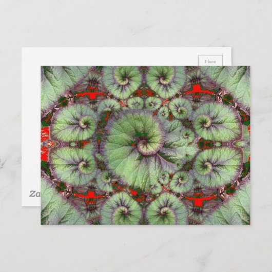 Curly Snail Begonia cadeaus van Sharles Briefkaart (Voorkant / Achterkant)