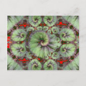 Curly Snail Begonia cadeaus van Sharles Briefkaart (Voorkant)