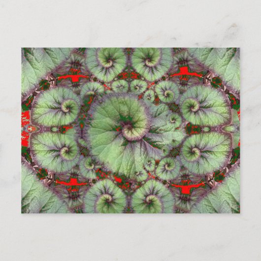 Curly Snail Begonia cadeaus van Sharles Briefkaart (Voorkant)