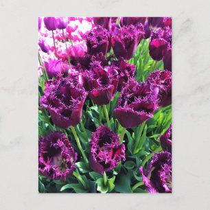 Curly Sue Paarse Tulips, Oregon Briefkaart