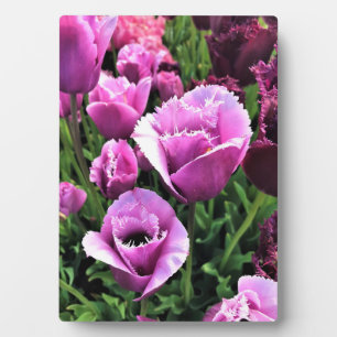 Curly Sue Paarse Tulips, Oregon Fotoplaat