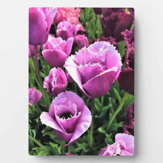 Curly Sue Paarse Tulips, Oregon Fotoplaat (voorkant)