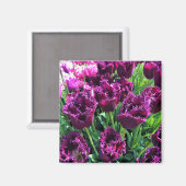 Curly Sue Paarse Tulips, Oregon Magneet (Voorkant / Achterkant)