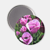 Curly Sue Paarse Tulips, Oregon Magneet (Voorkant / Achterkant)