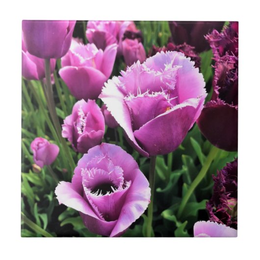 Curly Sue Paarse Tulips, Oregon Tegeltje (Voorkant)