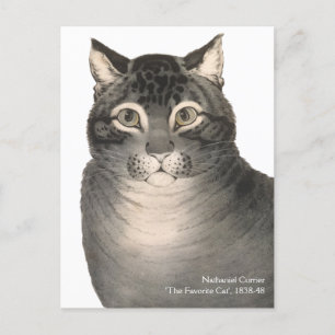 Currier & Ives Cat Schattigee Victoriaans kunst Briefkaart