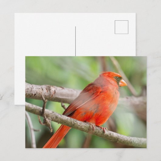 Cursief Briefkaart (Voorkant / Achterkant)