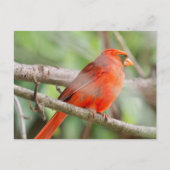 Cursief Briefkaart (Voorkant)