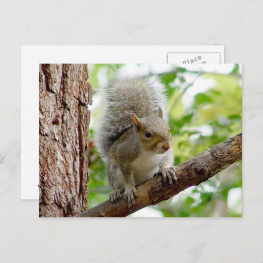Cursief eekhoorndierlijk Briefkaart (Voorkant / Achterkant)