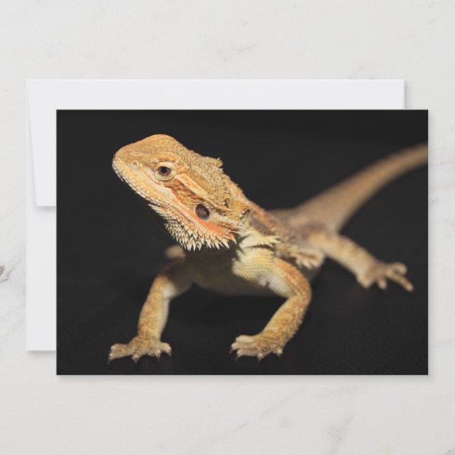 Cursief gebogen draak 3 (Voorkant)