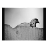 Cursieve duif foto afdruk (Voorkant)