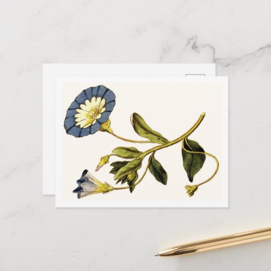 Curtis Botanische illustraties Briefkaart (Voorkant / Achterkant in situ)