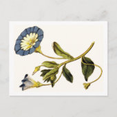 Curtis Botanische illustraties Briefkaart (Voorkant)