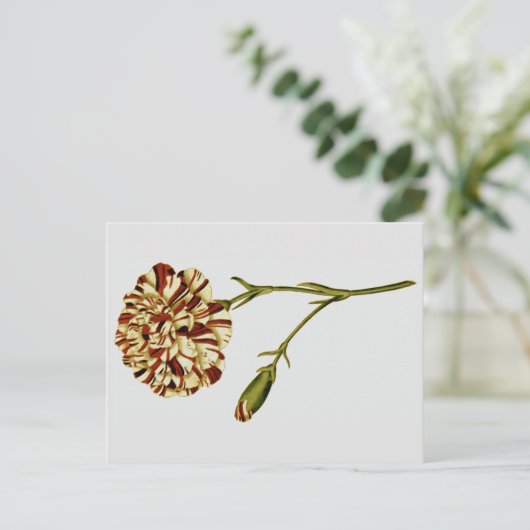 Curtis Botanische illustraties Briefkaart (Staand voorkant)