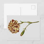 Curtis Botanische illustraties Briefkaart (Voorkant / Achterkant)