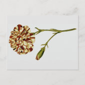 Curtis Botanische illustraties Briefkaart (Voorkant)