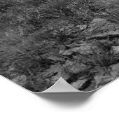 Curtis Island Light Station Poster (Hoek)