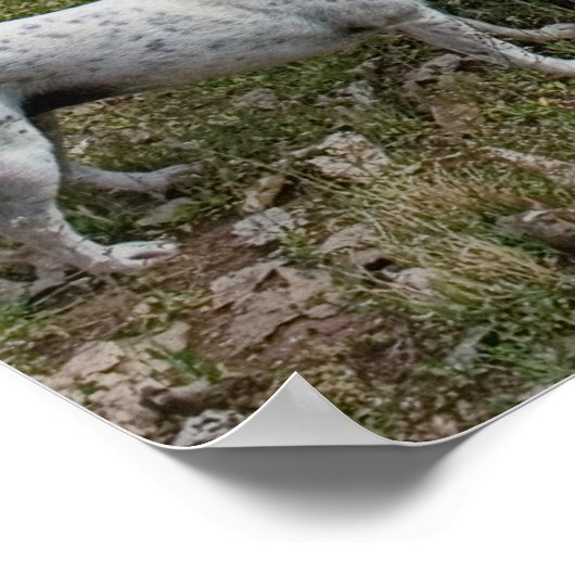 curtis poster (Hoek)