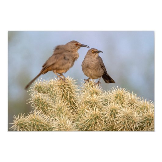 Curve-Billed Thrashers op Cholla (Arizona) Foto Afdruk (Voorkant)