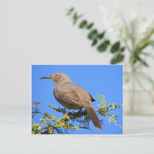 Curved-Bill Thrasher Briefkaart (Staand voorkant)