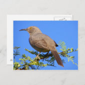 Curved-Bill Thrasher Briefkaart (Voorkant / Achterkant)