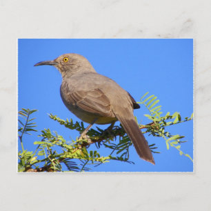Curved-Bill Thrasher Briefkaart