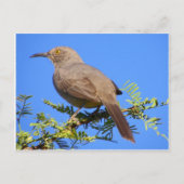 Curved-Bill Thrasher Briefkaart (Voorkant)
