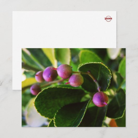 Curved Hearts Berry Briefkaart (Voorkant / Achterkant)