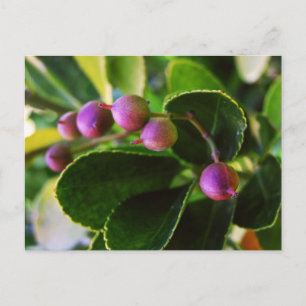 Curved Hearts Berry Briefkaart