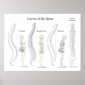 Curven van het Poster van de wervelkolom (Voorkant)