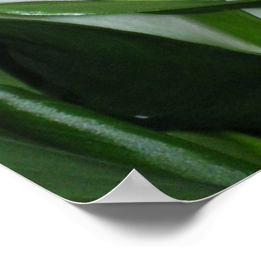 Curvy Calla Lilies Print (Hoek)