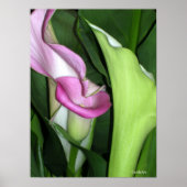 Curvy Calla Lilies Print (Voorkant)