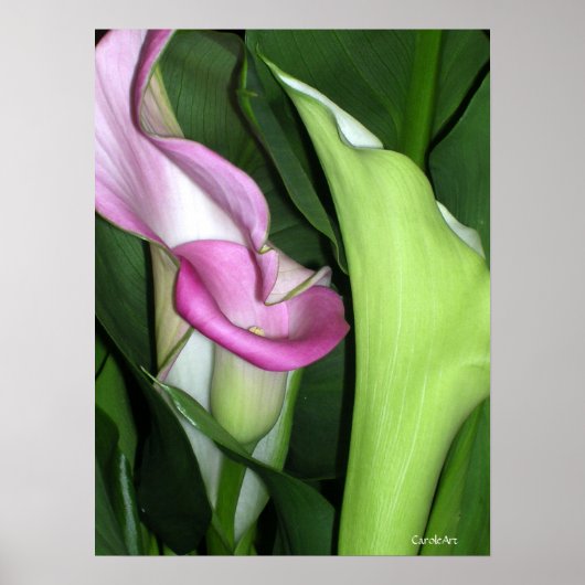 Curvy Calla Lilies Print (Voorkant)
