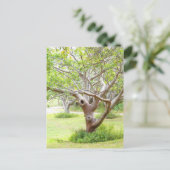 Curvy Florida Trees Briefkaart (Staand voorkant)