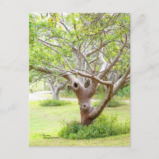 Curvy Florida Trees Briefkaart (Voorkant)
