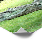 Curvy levende eiken Poster (Hoek)