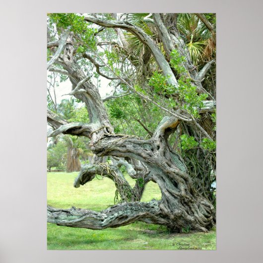 Curvy levende eiken Poster (Voorkant)