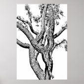 Curvy Tree in zwart-wit Poster kunst (Voorkant)