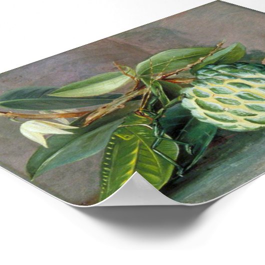 Custard Apple - Marianne North Poster (Hoek)