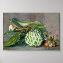 Custard Apple - Marianne North Poster
