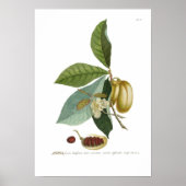 Custardappel Poster (Voorkant)