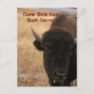Custer State Park, South Dakota Briefkaart